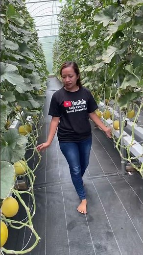 Melon Hidroponik #melonhidroponik