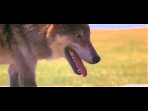 Playing With Two Socks (Director's Cut)