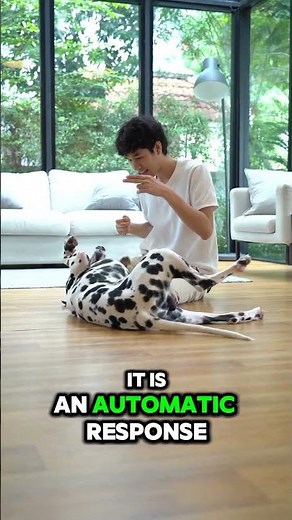 Why Do Dogs Kick Their Legs When You Scratch Them? 🐶🦵 #shorts #dogtips