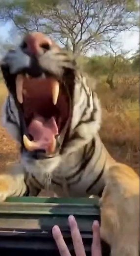 Tiger Jumps on Tourists Through Car Window 😱🐅