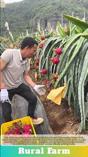 The Most Satisfying Dragon Fruit Harvest Ever! ✨
