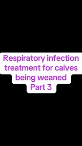11K views · 103 reactions | Respiratory treatment for calves #farm | thecussingfarmers | Facebook