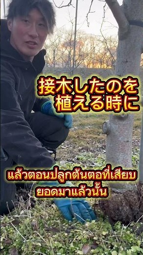 バーノットって何？疑問にお答え⁉️(こぶ）＃りんご ＃バーノット ＃疑問 ＃農業 ＃農家 ＃江刺スターファーム