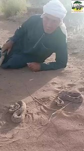 Old man VS Snakes! This old Moroccan man is facing venomous snakes without fear, the snake called Cerastes vipera is very venomous and can jump. https://youtube.com/shorts/lZDSUfzZQDM?feature=shareLike, #snake #venomous #venomoussnakes #fypシ゚ #viper #cobra #unstoppable #reels #animals #wildlife #amazingpeople #amazingvideo #viralvideo | Our World Channel