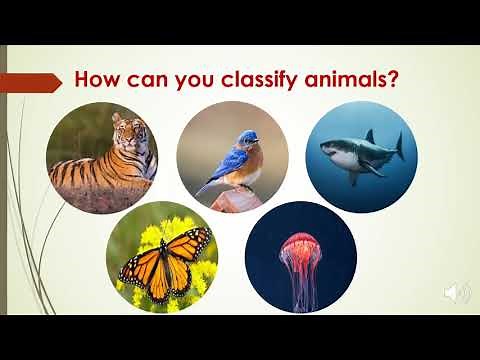 Grade 3: Classifying Animals (vertebrates & Invertebrates)
