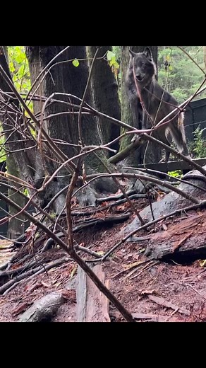 4.2K views · 295 reactions | Click the Link in Comments for 8 hours of HOWLS!! #howling #howlingwolf #blackwolf #supportthehowl #wolfdogcommunity #wolfdog #wolfpack #becausewematter  | Because We Matter | Facebook