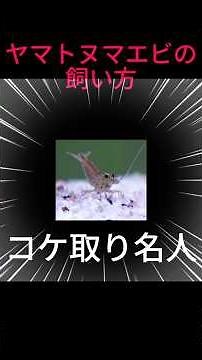 How to Care for Amano Shrimp