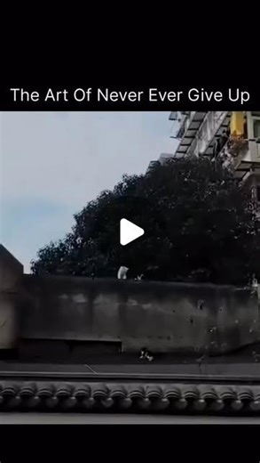 Clip Plix | This little black-and-white kitten climbed a 2-meter wall like it was climbing life itself. Slip… try again. Slip… try again. Every fall... | Instagram | Sheana (Sheena) Graham, SPHR, MBA