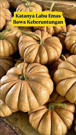 Is the Golden Pumpkin Real or Just a Myth? The Story of the Fairytale Pumpkin That Brings Good Luck