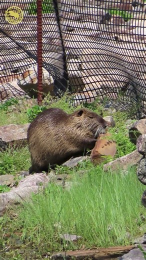 昆陽池公園のヌートリア1匹 5月5日 #animals #coypu #nutria #wildlife #ragondin #ヌートリア #昆陽池公園
