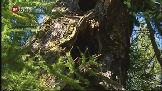 Der älteste Baum der Schweiz