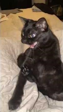 Black Cats Are Built Different 🐈‍⬛