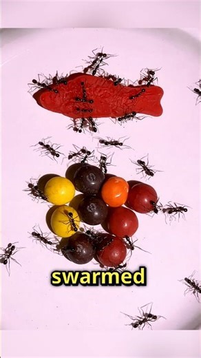 Ants Ignored All the Candy and Chose This Instead