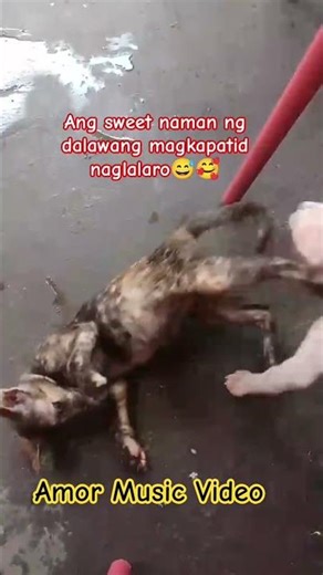 PLAYING FUNNY DOG AND CAT #entertainment #cat #dog #trending #shorts #cute