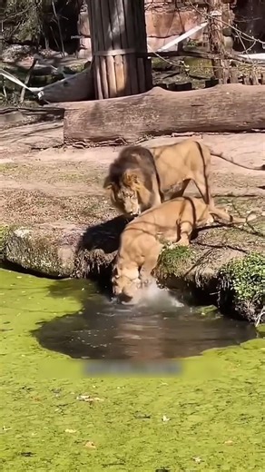 Lioness Goes Fierce! 🦁💥 Saves Her Cub & Teaches Male Lion a Lesson
