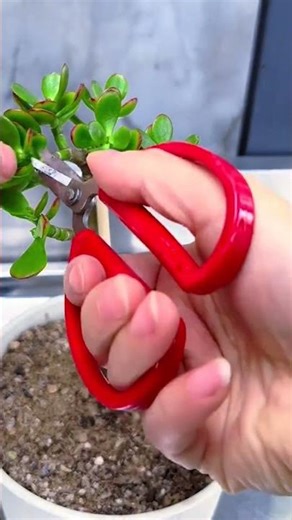 Jade Plant Pruning & Shaping Guide ✂️ Create a Fuller, Bushier Plant!