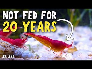 The EASIEST Shrimp Species to Keep - Ep. 231