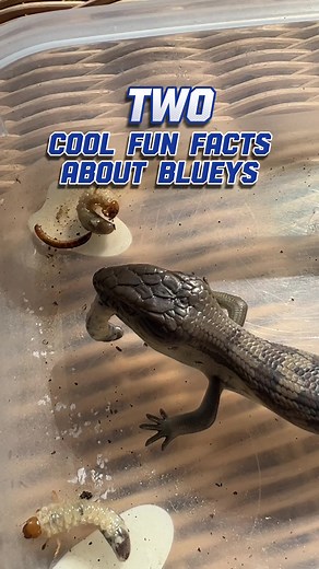Fun Facts About Blue-Tongue Lizards