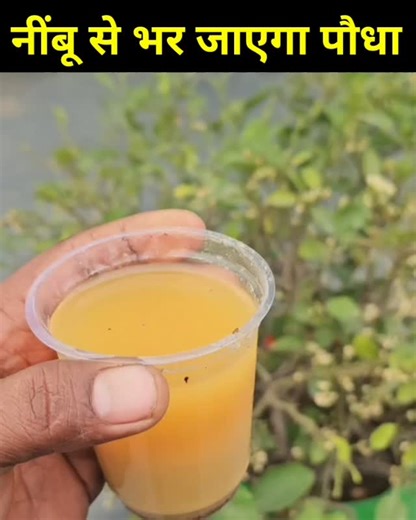 Home Garden on Instagram: "Best fertilizer for lemon #gardening #homegardenyt #plants #lemon #homegarden"