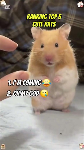 Ranking Top 5 cute rats 😂🔫 #shortvideo #funny #viral