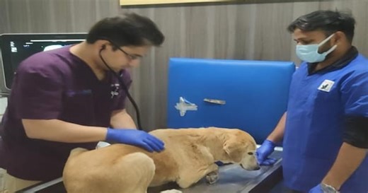 Beagle Undergoes Non-Invasive Heart Surgery, A First For India Say Doctors Who Operated
