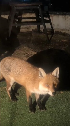 Hello Little Fox