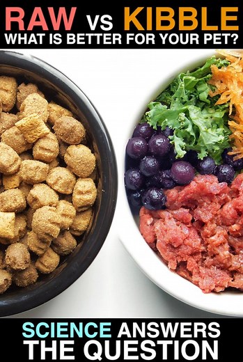 915K views · 2.7K reactions | RAW FOOD vs KIBBLE : WHICH IS BETTER FOR YOUR PET? After 15 years of research on the matter, scientists weigh in on the debate and discuss which diet actually can promote disease! Full video found here - https://www.dogcancerseries.com | Planet Paws | Facebook