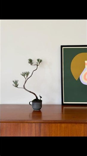 黒松の盆栽|盆栽はお手入れも楽しい|文人盆栽 #bonsai #盆栽 #北欧インテリア #interiordesign #homedecor #japandi #home #インテリア