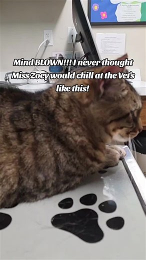 #catsoftiktok #veterinarian #esa #furbaby #fyp