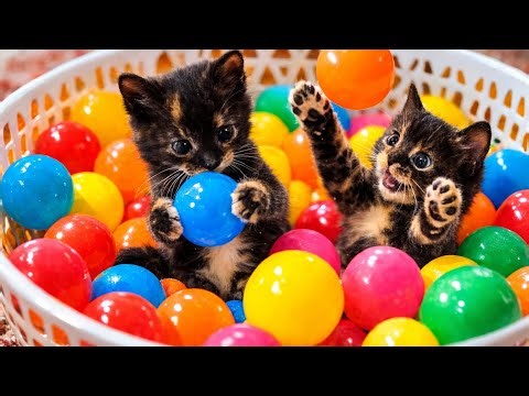 Adorable Black & Orange Kittens Playing with Colorful Balls | Cutest Kitten Playtime Ever