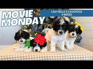 Lady Belle's Cavapoo puppies 4 weeks