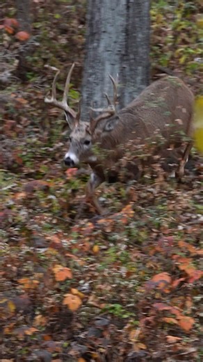 MidwestWhitetailOfficial on Instagram: "A sound all deer hunters can admit they miss. #midwestwhitetail #chasingnovember #hunting #bowhunting #deerhunting #deerseason #realtree"