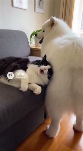 Samoyed's Happy Tail Is Slapping The Cat In The Face! 🐾😹