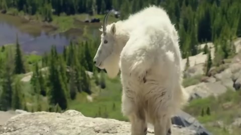 How Mountain Goats Conquer Death-Defying Cliffs and Survive Harsh Extremes