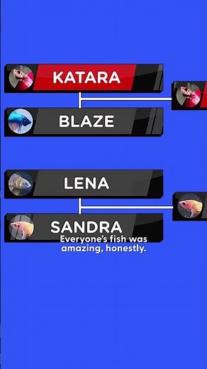 These Are The Betta Olympics | The Dodo