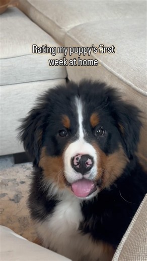 Howie’s first week at home ✨ #bernerlovers #berner #funnypuppyvideos #puppylife