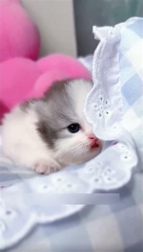 Derpy little sweetheart kitten cat pet cute #cat #funnyvideo #shorts