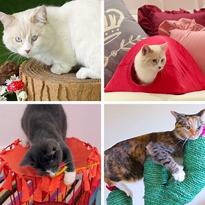 5 Adorable DIY Projects For Your Cat 🐱 | Tasty Home