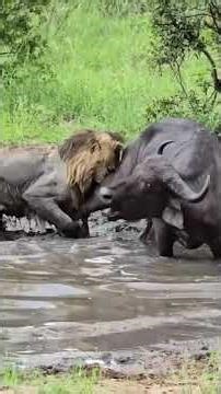 Wild Survival Battle