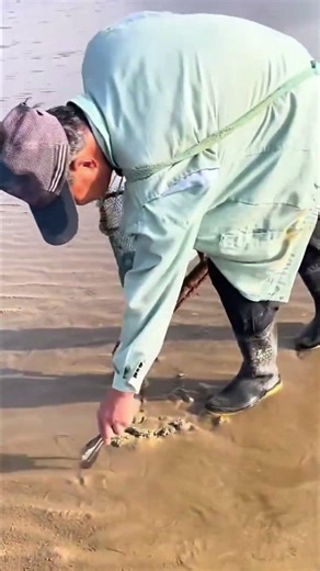 Collecting Sea Shells Right from the Beach