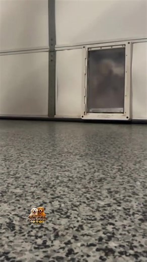 Racing to bed like… 🐎🐾 The start gate got a little congested! 😂😴 Nothing like puppy chaos at bedtime — zoomies, snuggles, and finally crashing after a full day of mischief. 💛 #bedtimepuppies #puppyzoomies #puppygram #puppylove #goldenpuppy