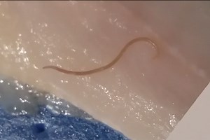 Is it safe to eat cod fish with worms? [2025] | QAQooking.wiki