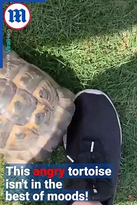 This tortoise isn't in a good mood! 👀🐢😂 | Daily Mail Video