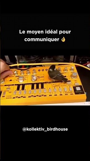 303bird 🐦