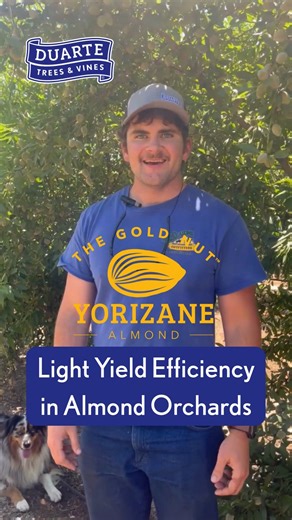 Duarte Nursery® on Instagram: "Light Yield Efficiency is how well almond trees use sunlight to produce nuts. With a vigorous rootstock and an efficient varierty, growers can maximize returns on their almond orchards. The Yorizane almond is the king of light-yield efficiency in the Modesto Regional Variety Trial at Duarte Dewitt Ranch. - - #yorizanealmond #almonds #californiaagriculture #californiaalmonds #almondvarieties #californiaorchards"