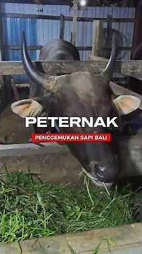 Penggemukan Sapi Bali untuk Hari Raya Kurban