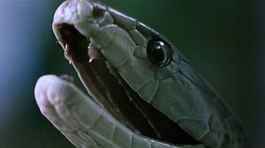 ’80s Killer Snake Movie ‘Venom’ Slithers Onto 4K UHD from Blue Underground