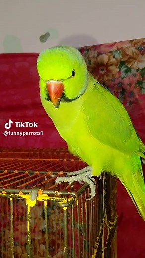 Parrot Talking: Amazing Vocal Skills of Pet Birds