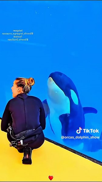 Dolphin and Orca Show: Amazing Marine Mammals in Action