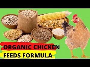 I MADE ORGANIC CHICKEN FEEDS AT HOME (The Simplest Formula)